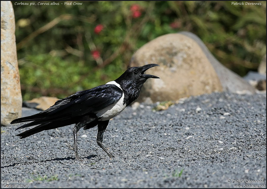 Pied Crowadult, identification, song