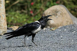 Pied Crow