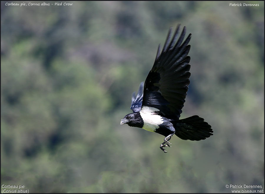 Pied Crowadult, Flight