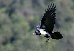 Pied Crow