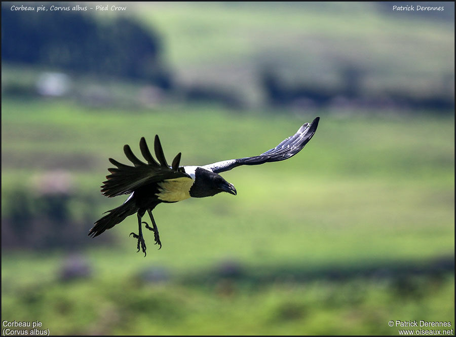 Pied Crow