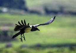 Pied Crow