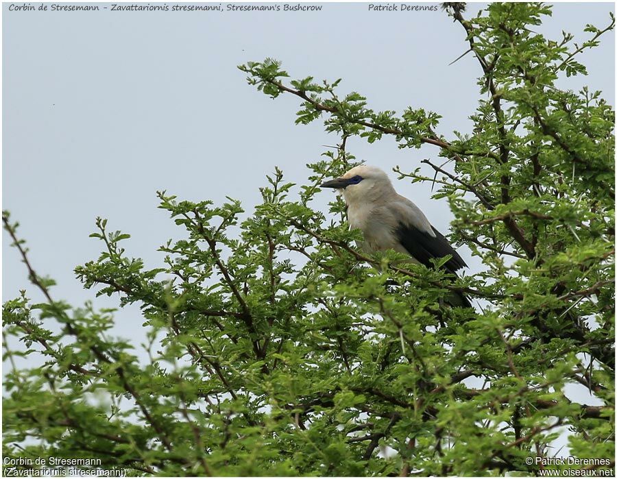 Stresemann's Bushcrowadult, identification