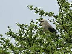 Stresemann's Bushcrow