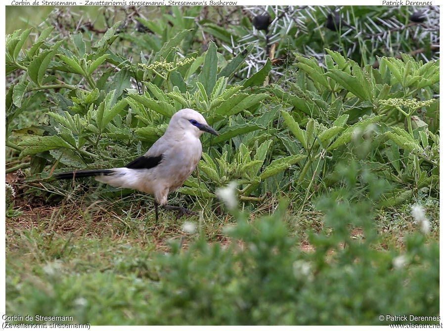 Stresemann's Bushcrowadult, identification