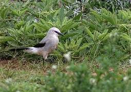 Stresemann's Bushcrow