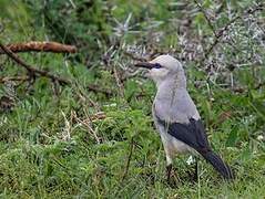 Stresemann's Bushcrow