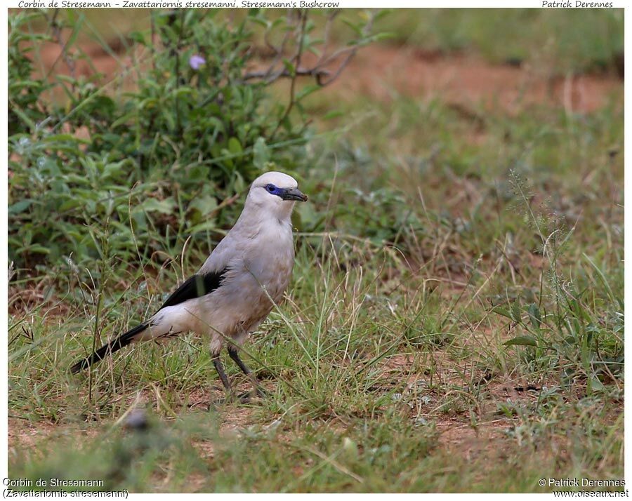 Stresemann's Bushcrowadult, identification