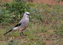 Stresemann's Bushcrow