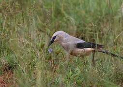 Stresemann's Bushcrow