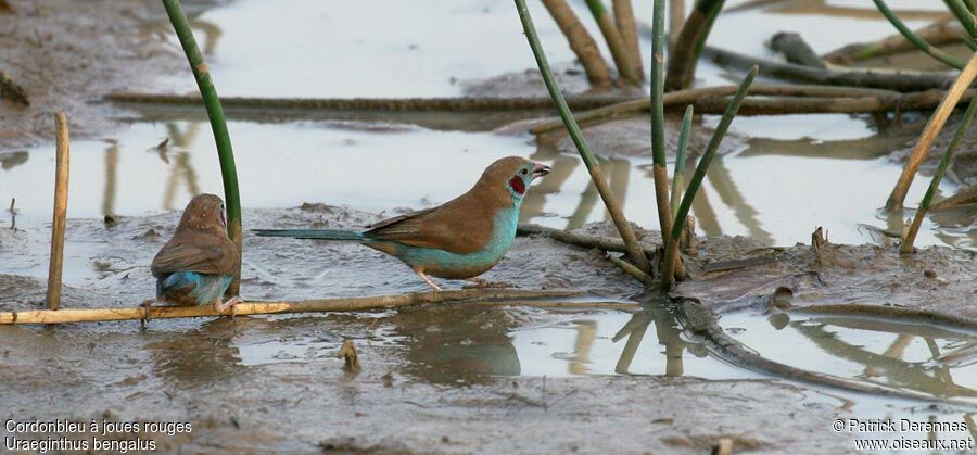 Red-cheeked Cordon-bleu male adult