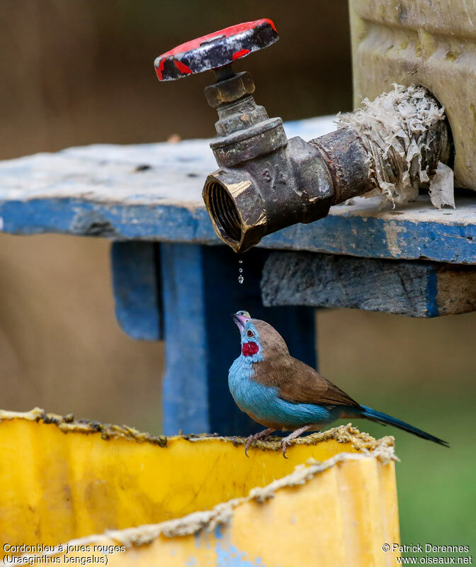 Red-cheeked Cordon-bleu male adult, identification, Behaviour