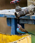 Cordonbleu à joues rouges