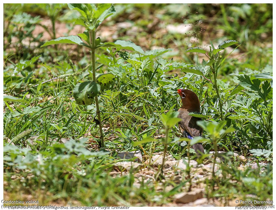 Cordonbleu violacé femelle adulte, identification