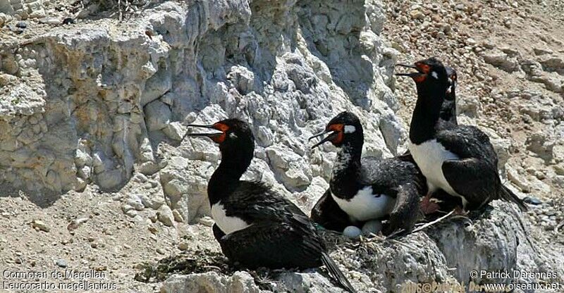 Cormoran de Magellanadulte nuptial