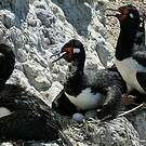 Cormoran de Magellan