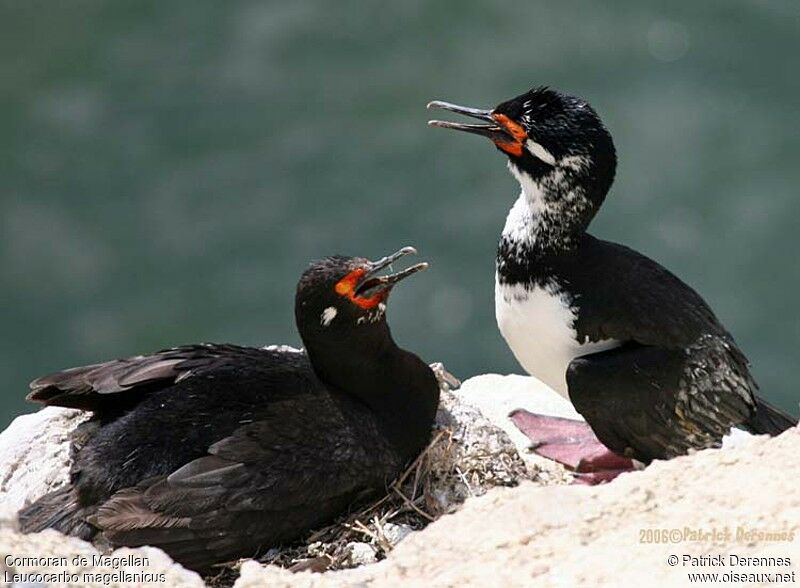 Rock Shag adult breeding