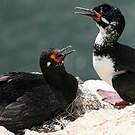Cormoran de Magellan