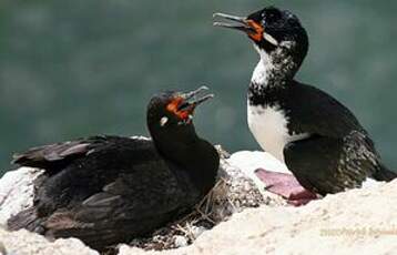 Cormoran de Magellan