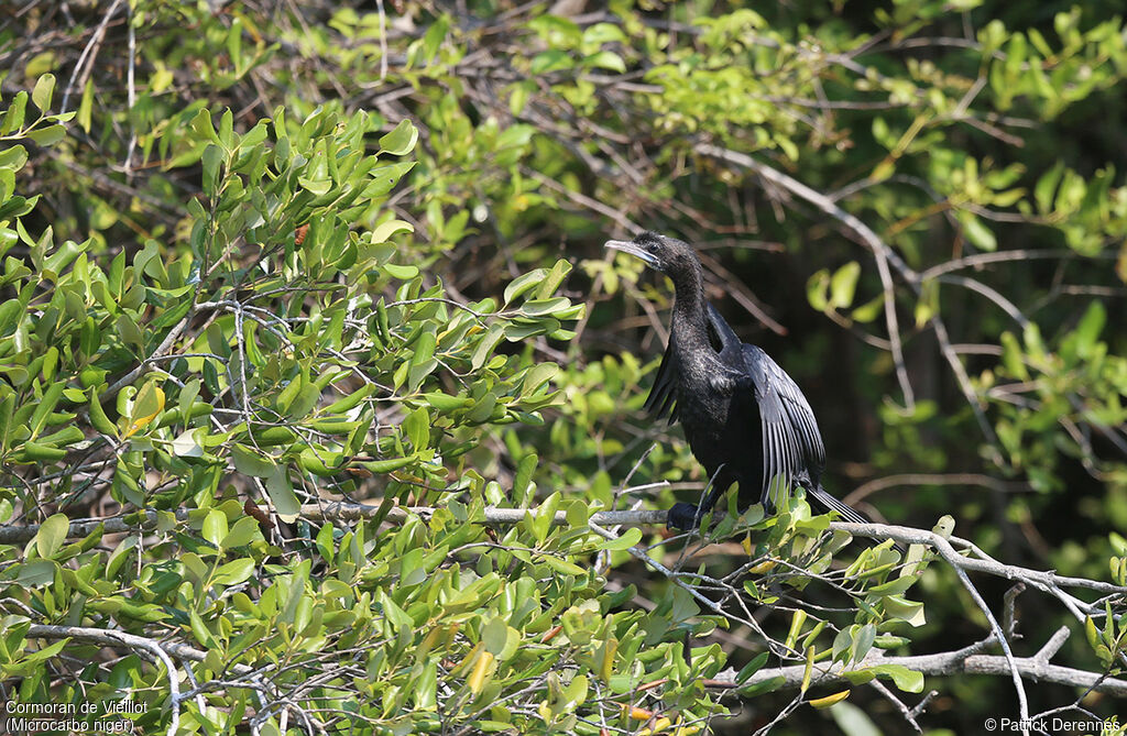 Little Cormorant