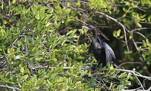 Cormoran de Vieillot