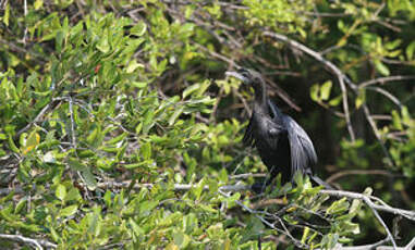 Cormoran de Vieillot