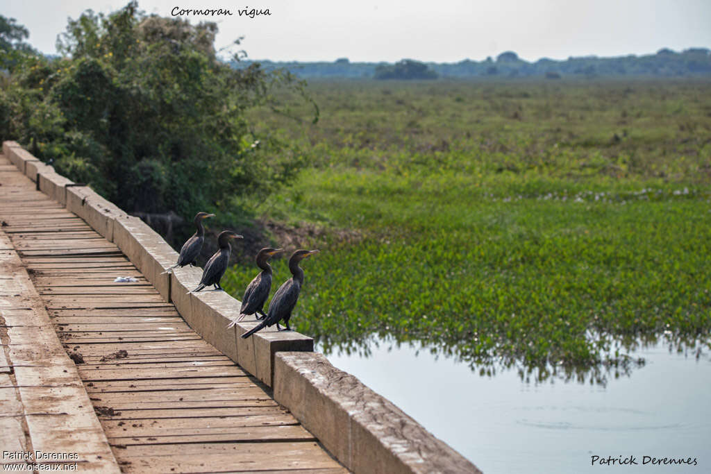 Neotropic Cormorant, habitat