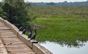 Neotropic Cormorant