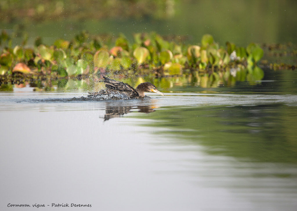 Neotropic Cormorant, identification, habitat