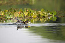 Cormoran vigua