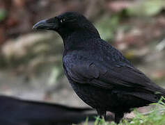 Carrion Crow