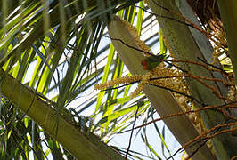 Sri Lanka Hanging Parrot