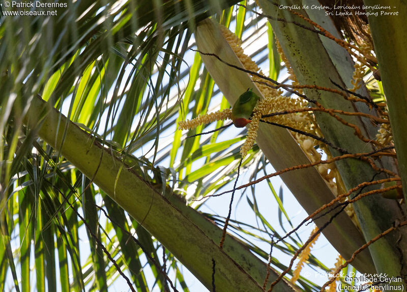 Sri Lanka Hanging Parrot, identification, habitat, feeding habits