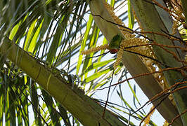 Sri Lanka Hanging Parrot