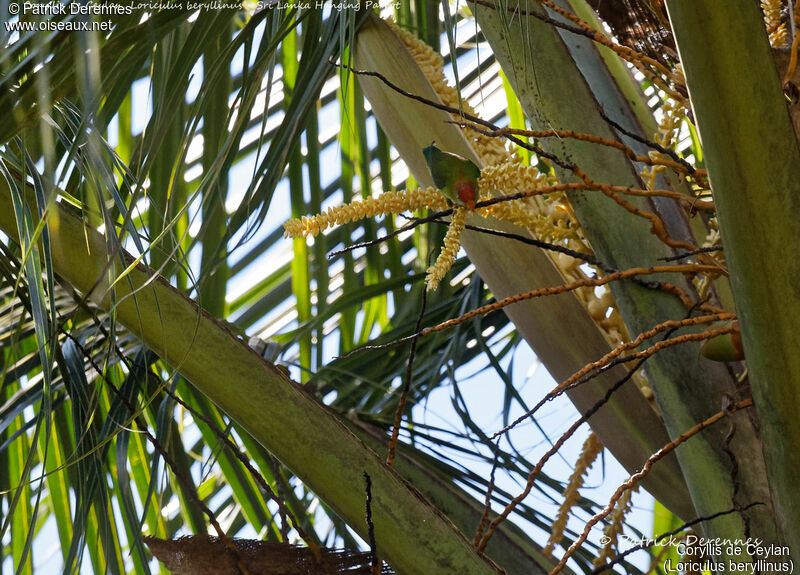 Sri Lanka Hanging Parrot, identification, habitat