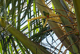 Sri Lanka Hanging Parrot