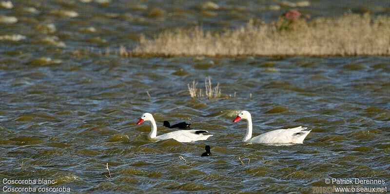 Coscoroba Swanadult