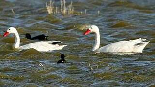 Coscoroba Swan