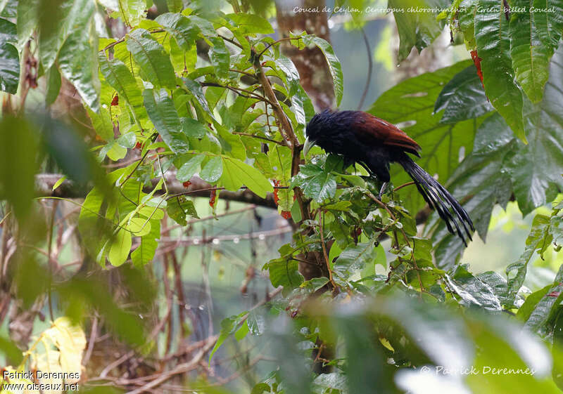 Green-billed Coucal, identification