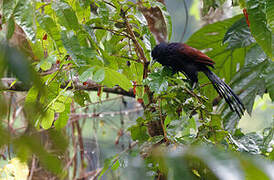 Green-billed Coucal