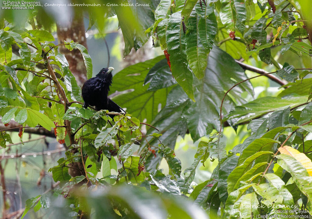 Green-billed Coucal, identification, habitat