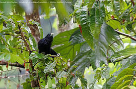 Coucal de Ceylan