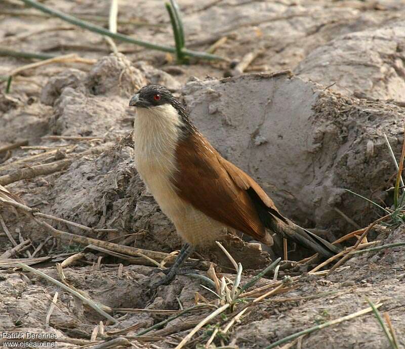 Coucal du Sénégal, Comportement