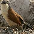 Coucal du Sénégal