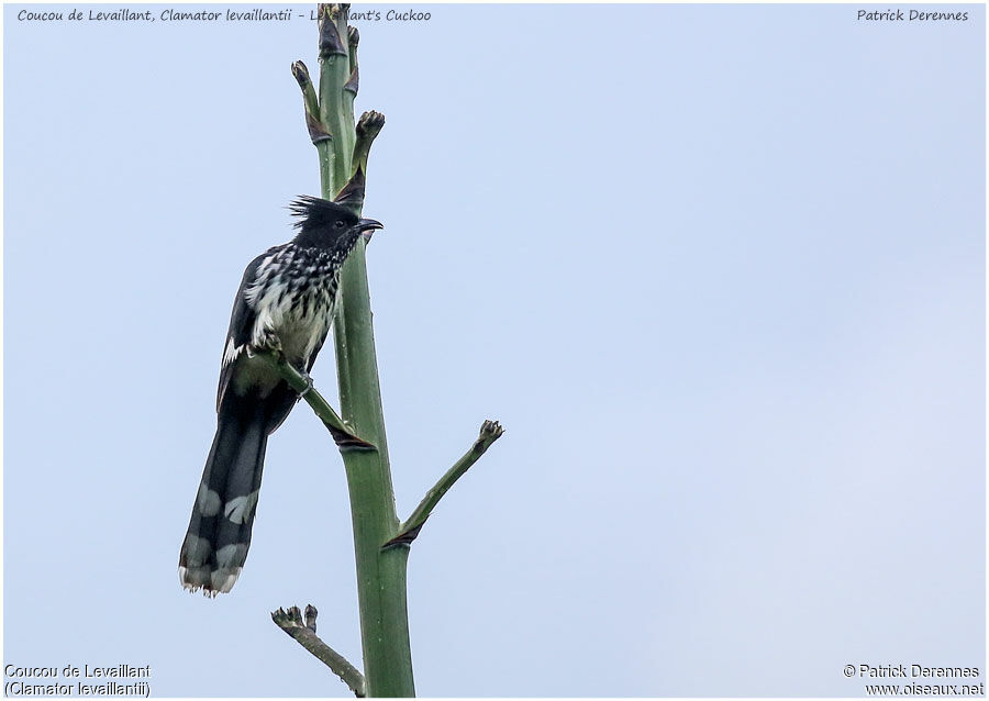 Levaillant's Cuckooadult, identification