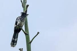 Levaillant's Cuckoo