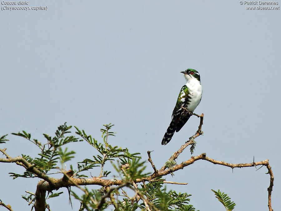 Diederik Cuckoo