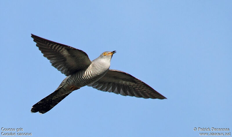 Common Cuckoo male adult breeding, identification, Flight, song