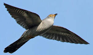 Common Cuckoo