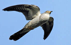 Common Cuckoo